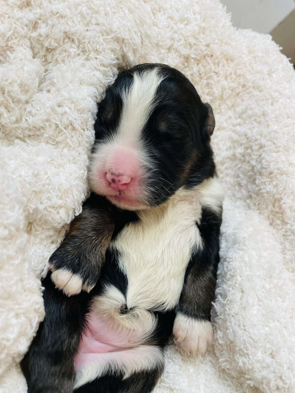Bernedoodle F1 puppies image 13