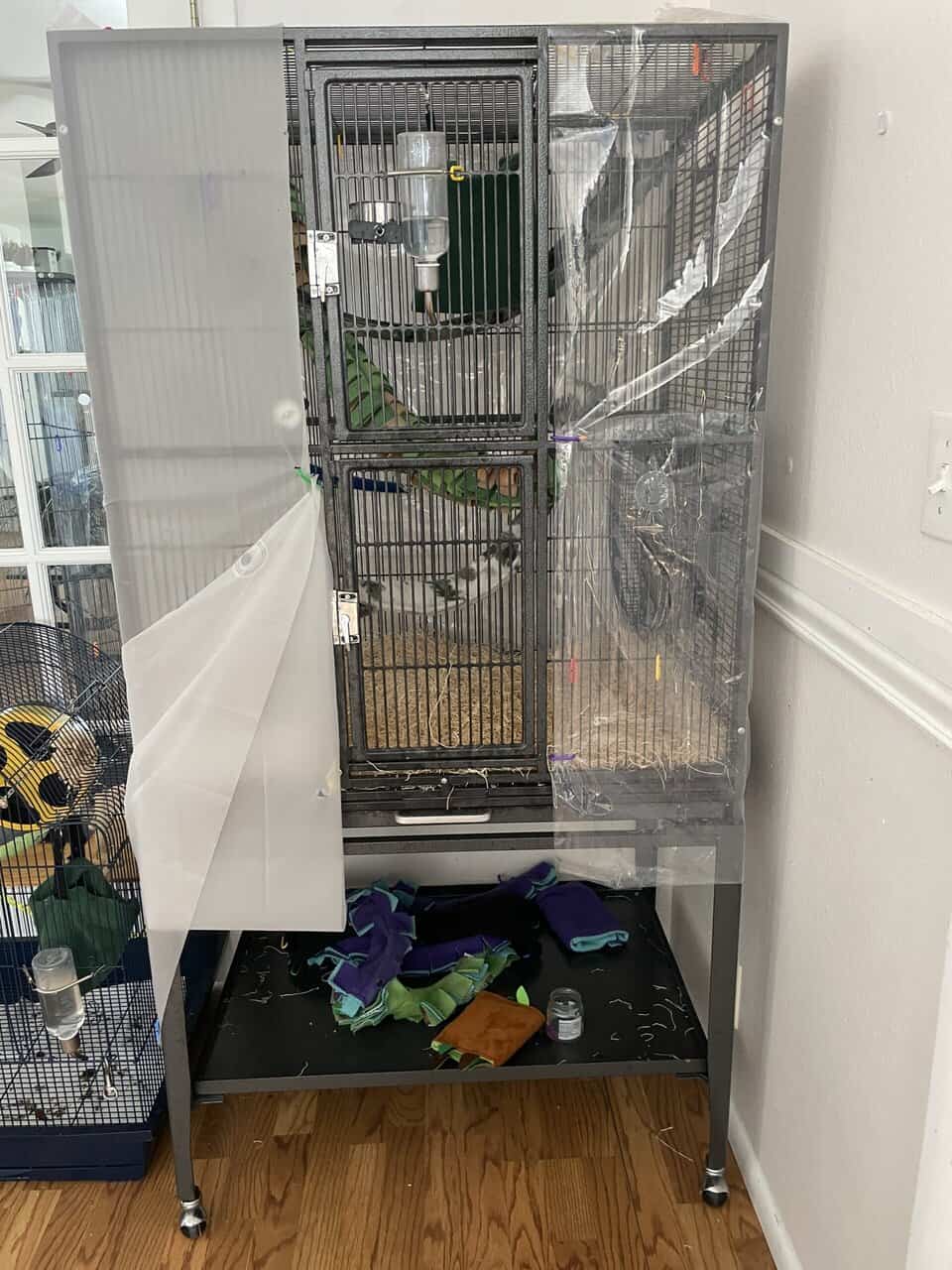 Sugar Glider Colony image 9