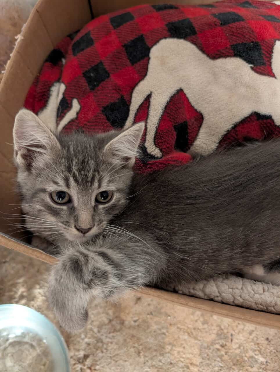 Male and female kitten looking for a home image 2