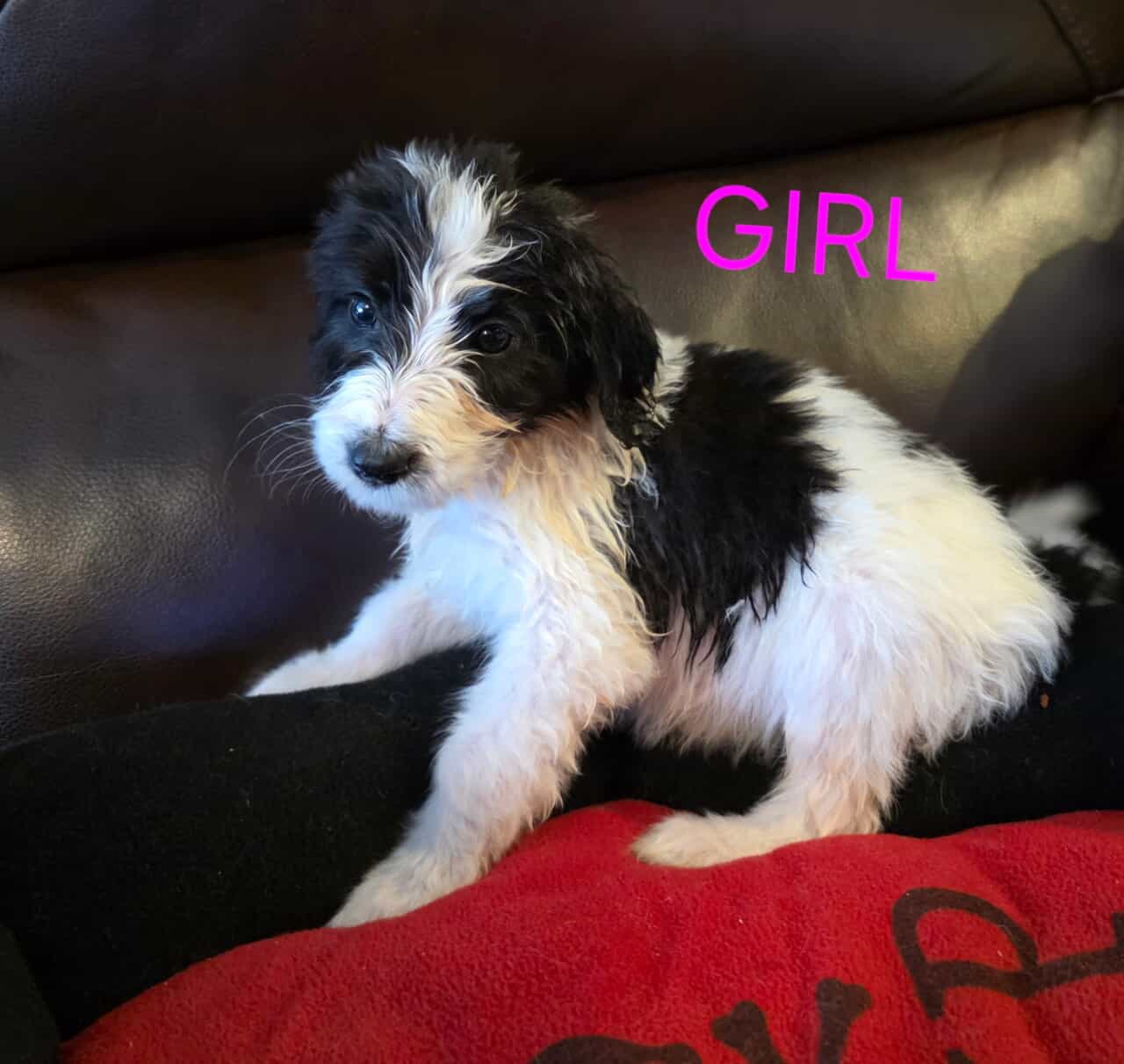Goldendoodle pups image 4