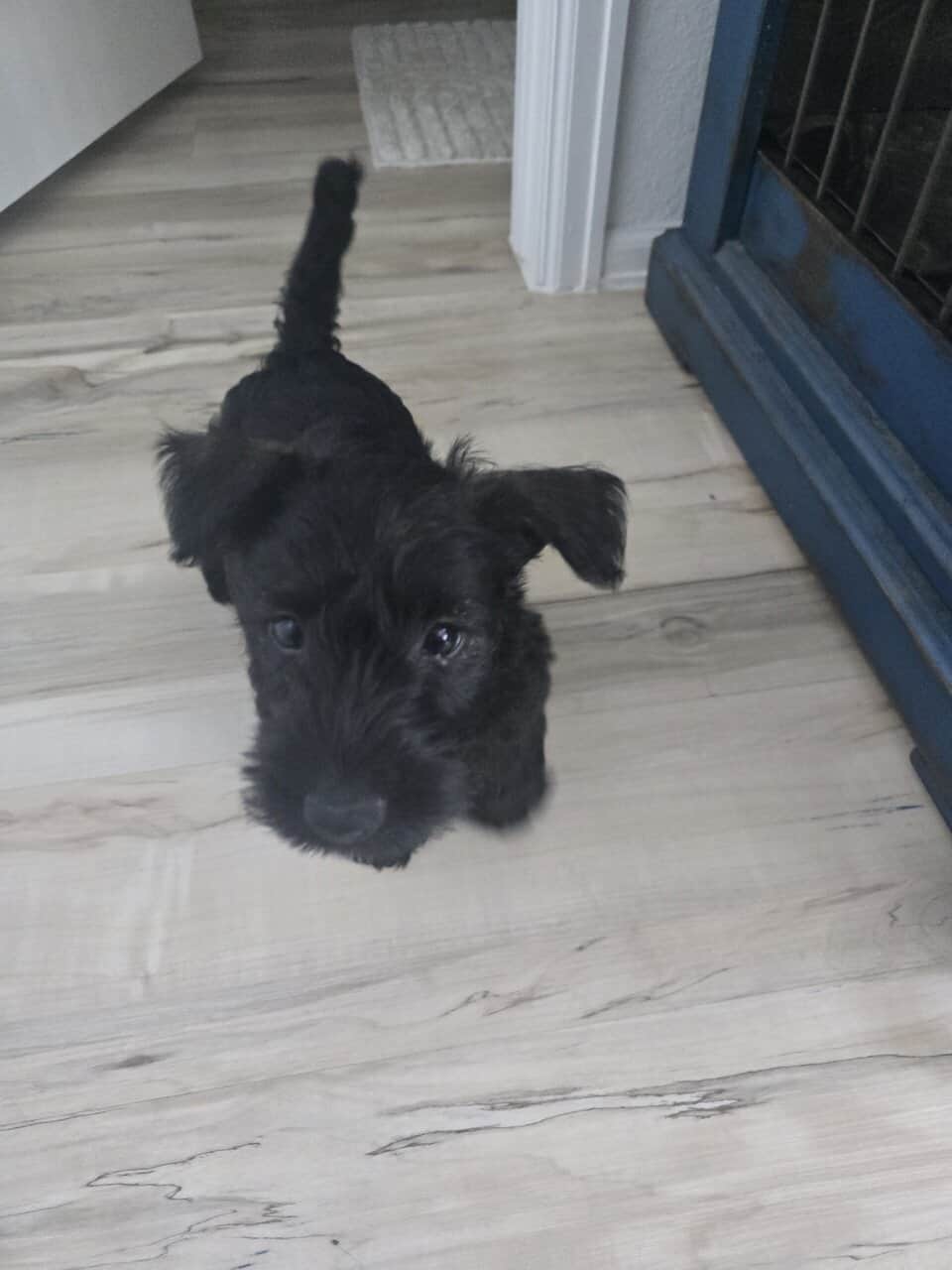 Scottish Terrier and Schnauzer mix puppies image 4