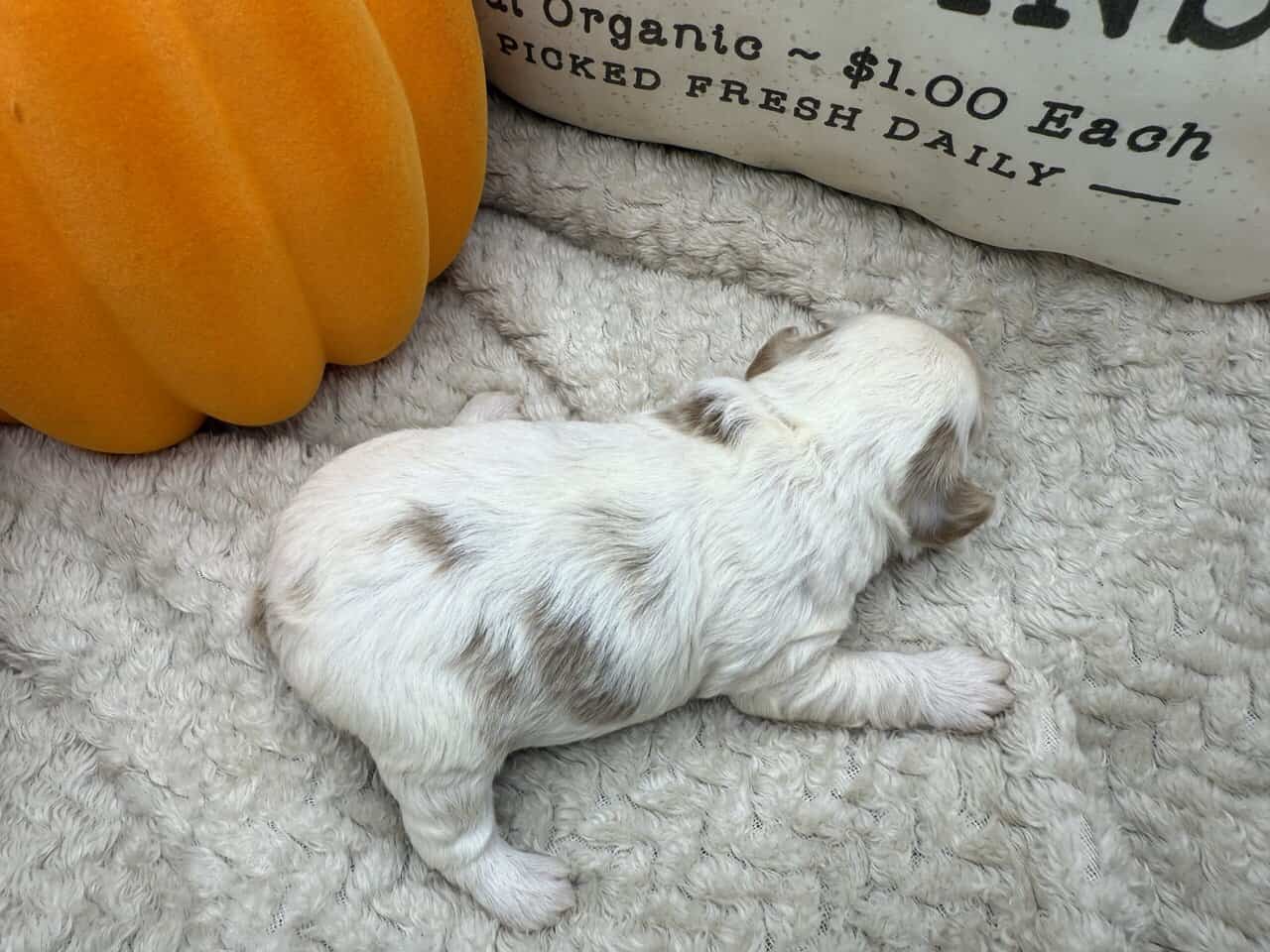Mini F1b male parti Goldendoodle image 2