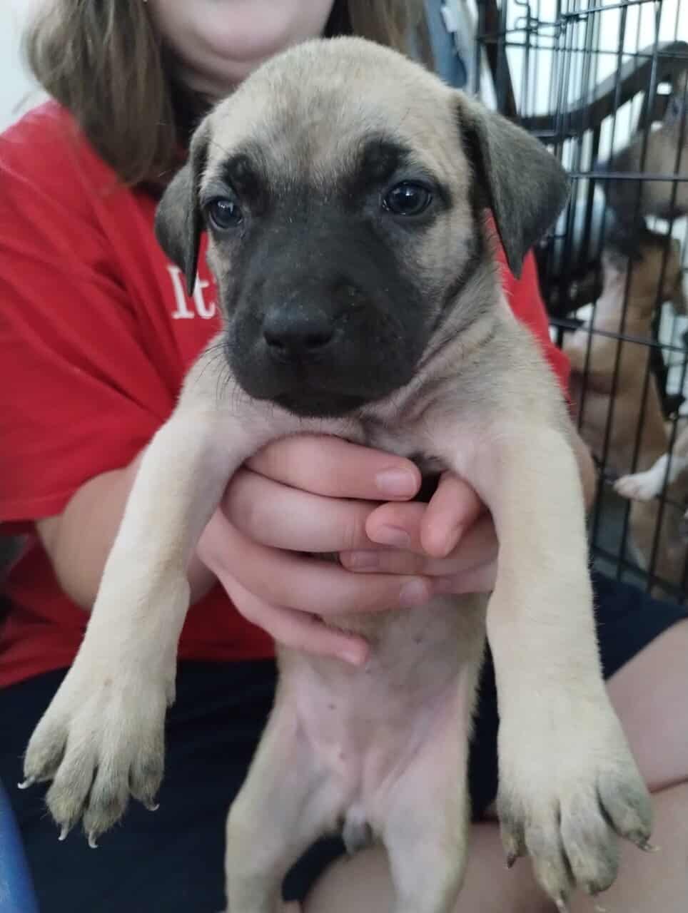 Boerboel/Presa Canario Mix puppies image 11