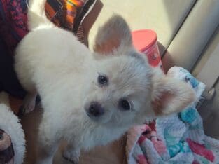 Matrix – Male – NE Oklahoma