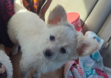 Matrix – Male – NE Oklahoma