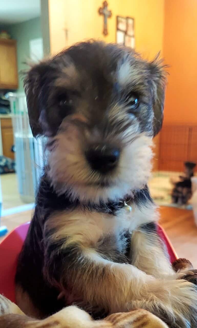 Mini-schnauzer image 1
