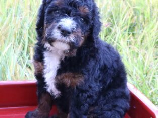 Bernedoodle Puppies