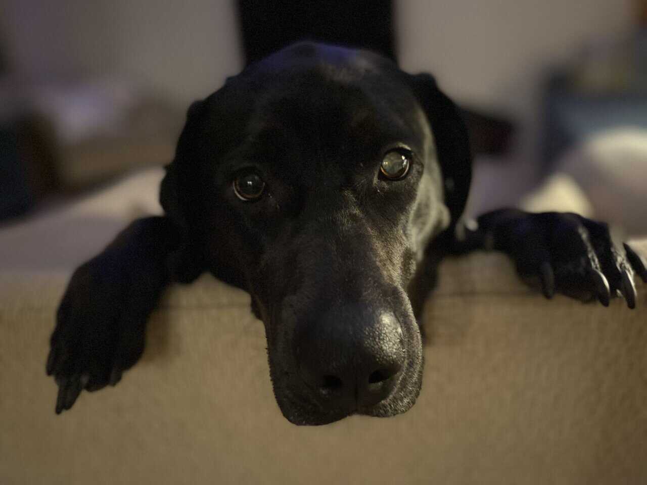Sweet Black Lab Mix Looking for a Forever Home image 5