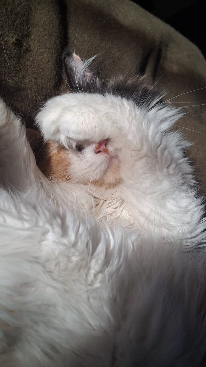 Selling a cat image 1