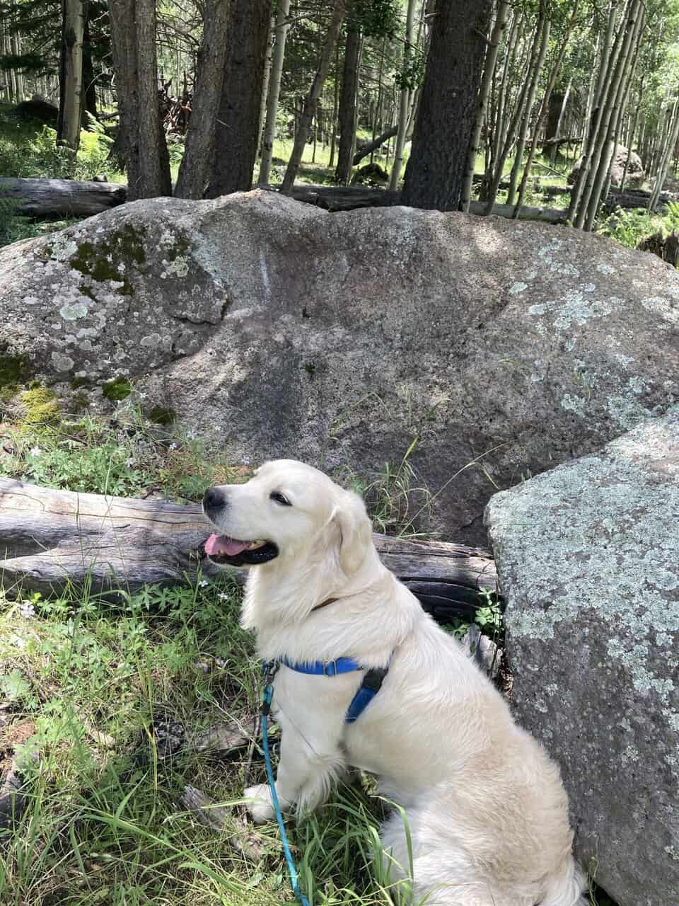 3 Year Old Male English Cream Golden Retriever image 3