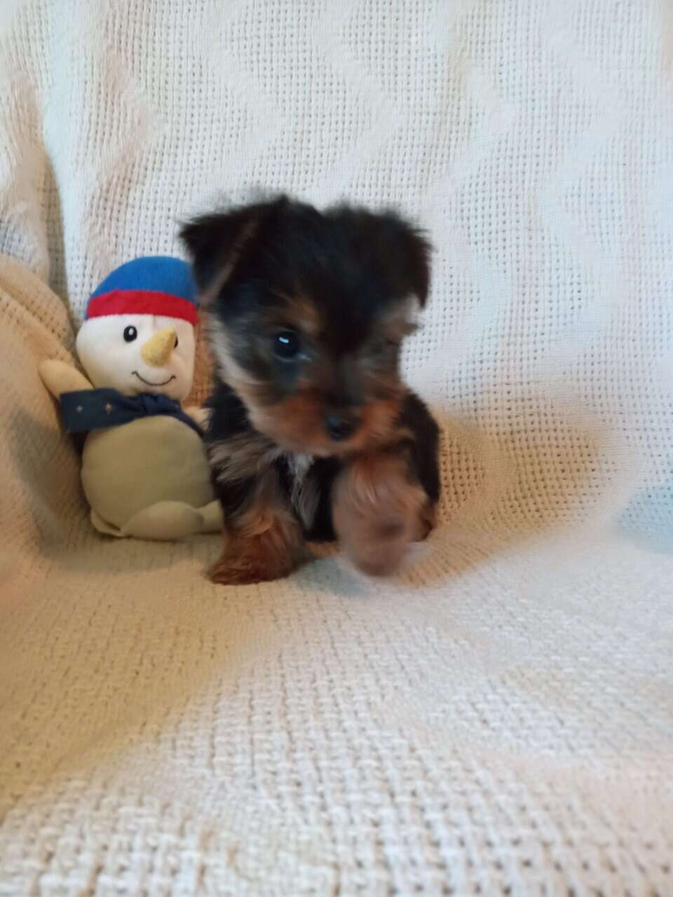 AKC registered male Yorkshire terrier puppy image 4