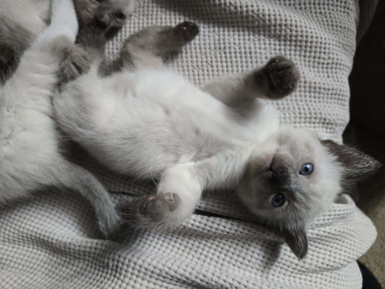 Beautiful Seal Point Siamese kittens image 3