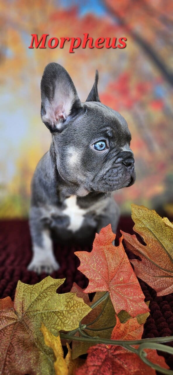 Akc registered french bulldogs image 9