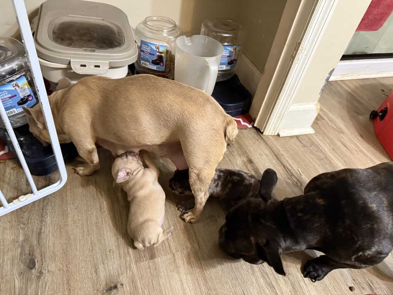 French bulldog babies image 1