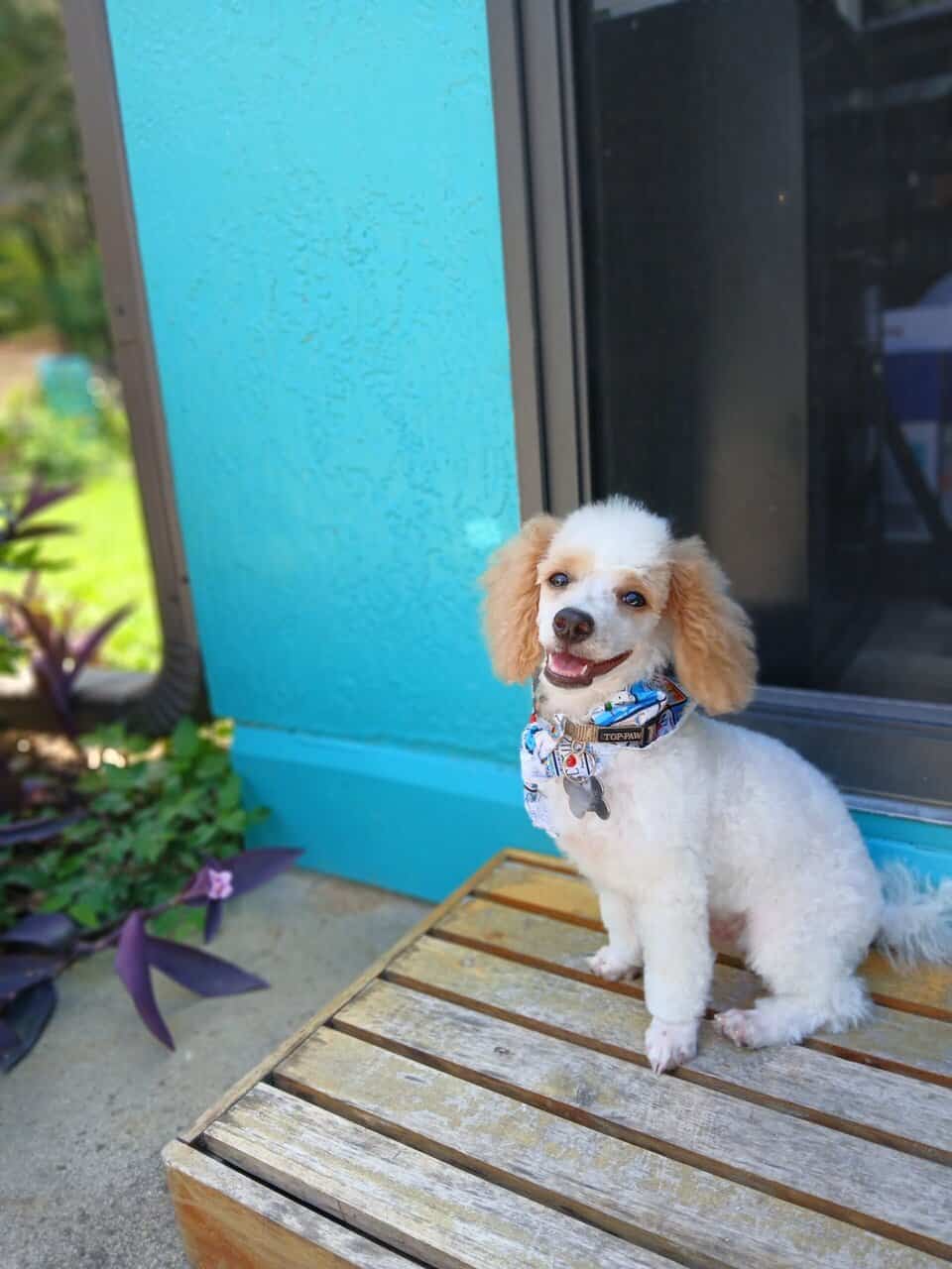 Purebred and registered Toy Poodle for sale image 3