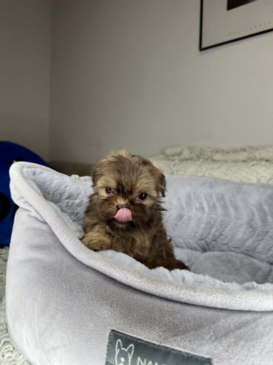 Shih Tzu Boy Puppy (Chester) image 1