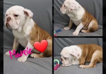 Marcie female Olde English Bulldogge