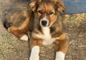 Australian Shepherd Puppies