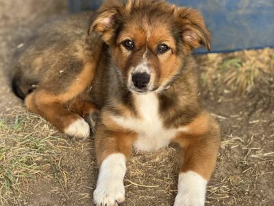 Australian Shepherd Puppies
