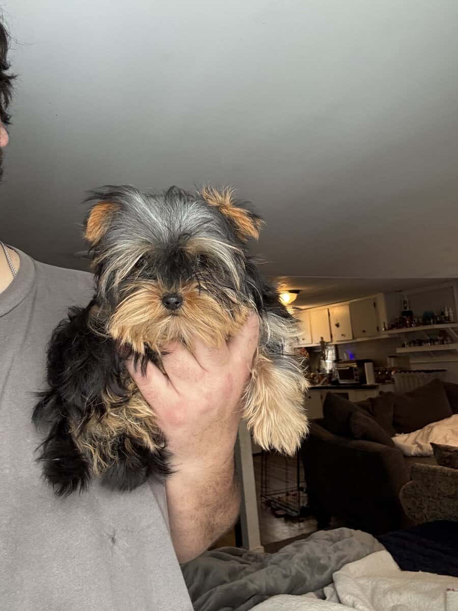 Pure bred Yorkshire Terriers image 3
