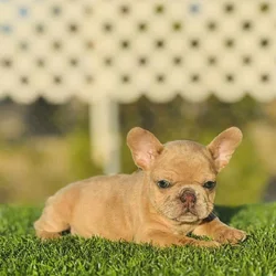 FRENCH BULLDOG PUPPIES