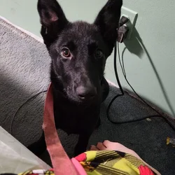 Akc German shepherd