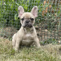 French bulldog Puppy female