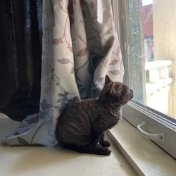 Kitten