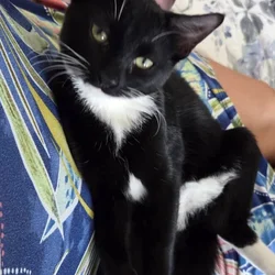 Free Tuxedo kittens need loving home ❤️
