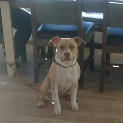 Pitbull Mastiff Mix puppy