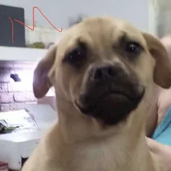 Rescued 4 female puppies for adoption