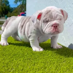 Mirco Exotic Bullies