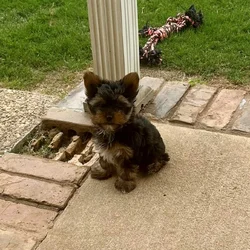 Tiny Yorkie Puppies