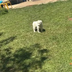 Sancho - Siberian Husky / Alaskan Malamute