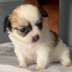 Small Spotted Lil Longcoat Chihuahua