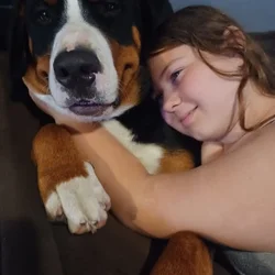 Greater Swiss Bernese Mountain Dog Hybrid