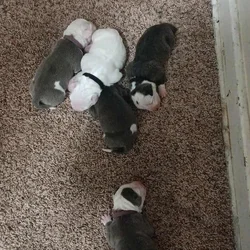 Puppies
