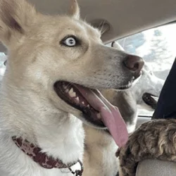 rehoming husky