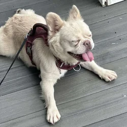 French bull Fluffy