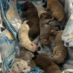 Beautiful bully puppies