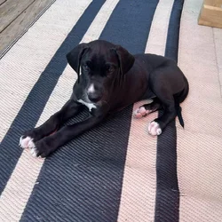 Great Dane puppies