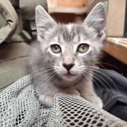 Male and female kitten looking for a home