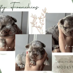 Big Rope Merle Fluffy French Bulldog Pups