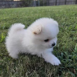 Pomeranian puppies - northern Alabama