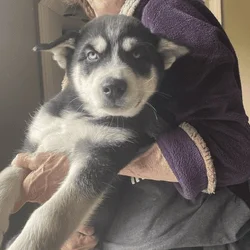 Puppies for Sale