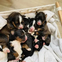 Bernedoodle F1 puppies