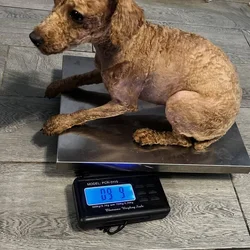 Toy poodle