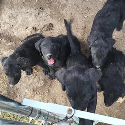Labaire puppies