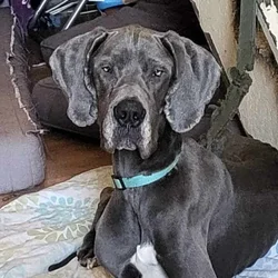 Great dane needs home