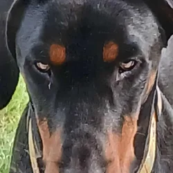 Male 2 year old Doberman